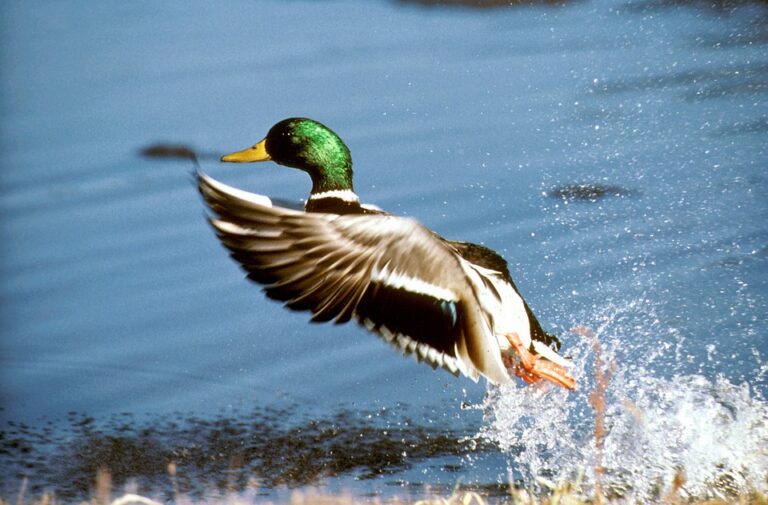 Family of Mallards Awarded Tenure