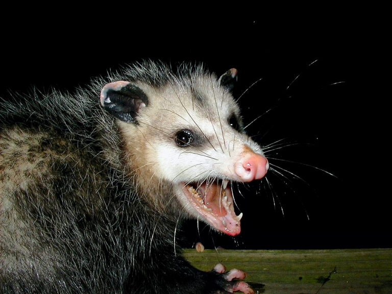 Frat Brother Loves Litter Critter!