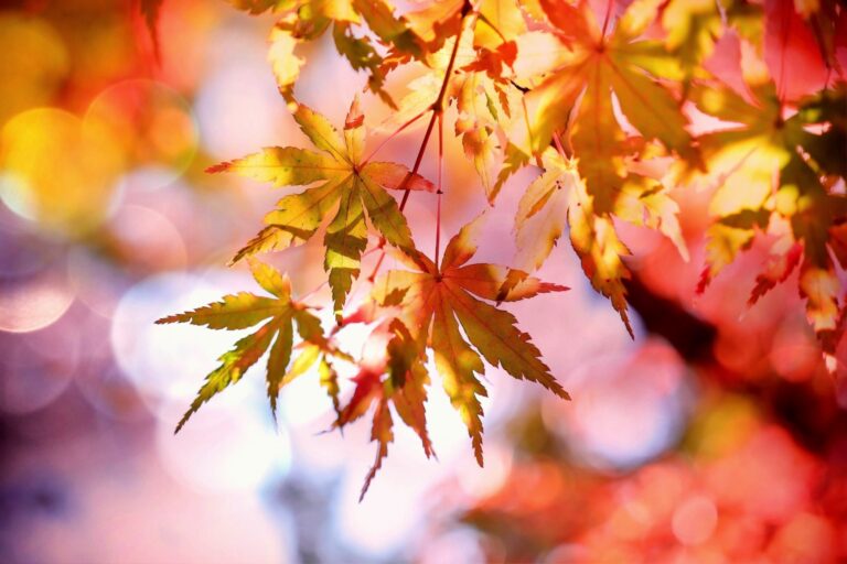 Ashes Ashes, We All Fall Down: Autumnal Norms Draw Ire