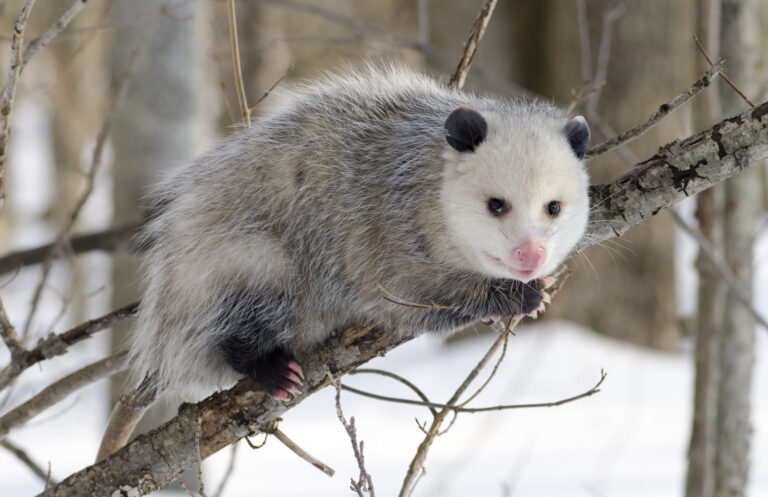 POWER TO THE OPOSSUM