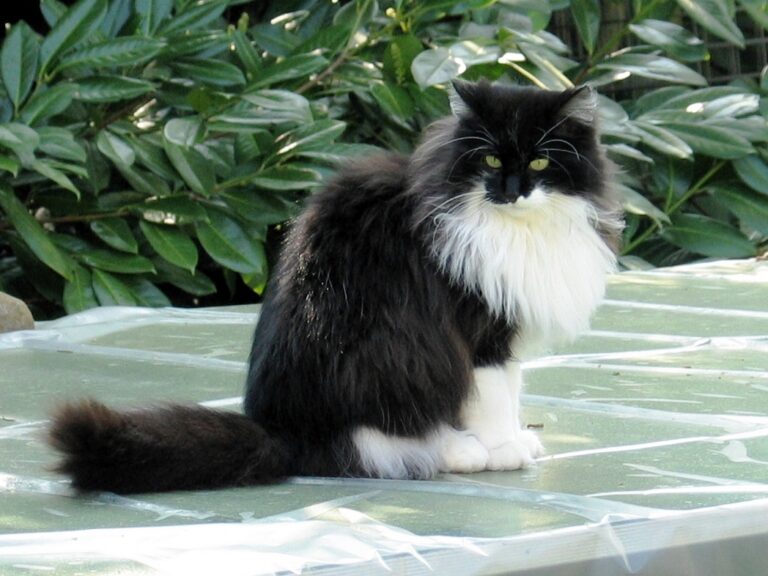The Story of “Pepsi” the Stray Cat and the Junior it Followed