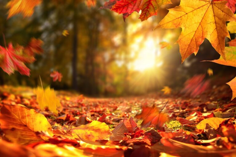 Fall Word Scramble