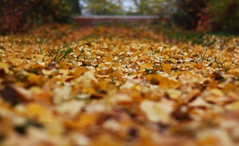 Fun Fall Festivities