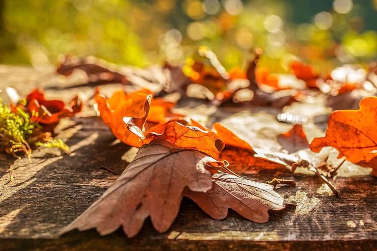 Fall Arrives on Campus