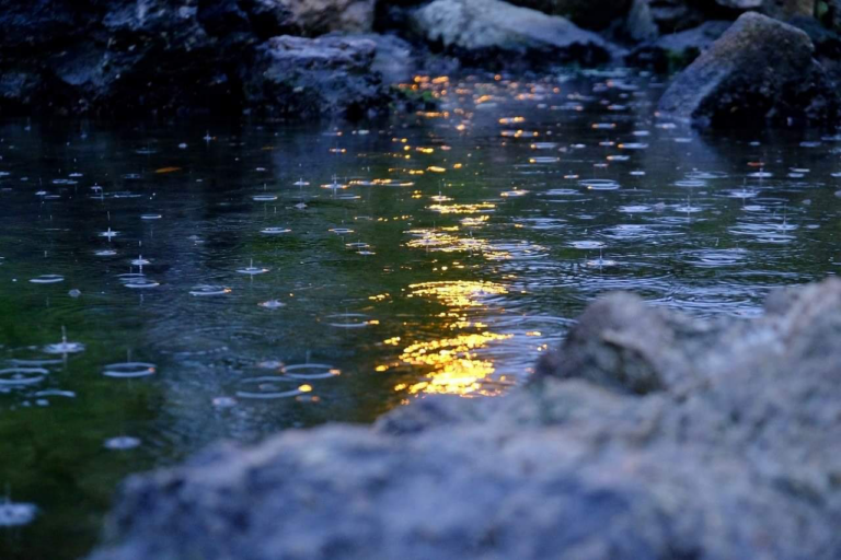 Book Review: “A Swim in a Pond in the Rain”