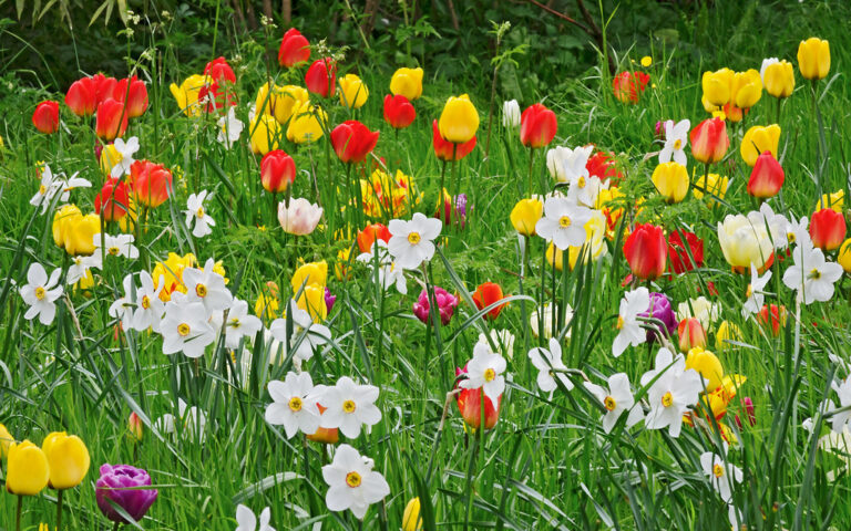 Floral Wordsearch
