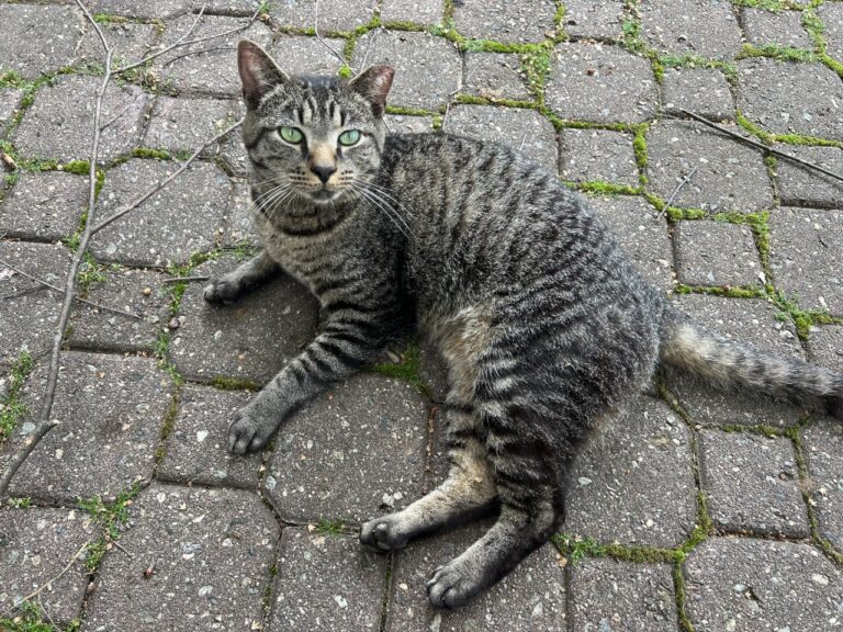 My Cat Away From Home