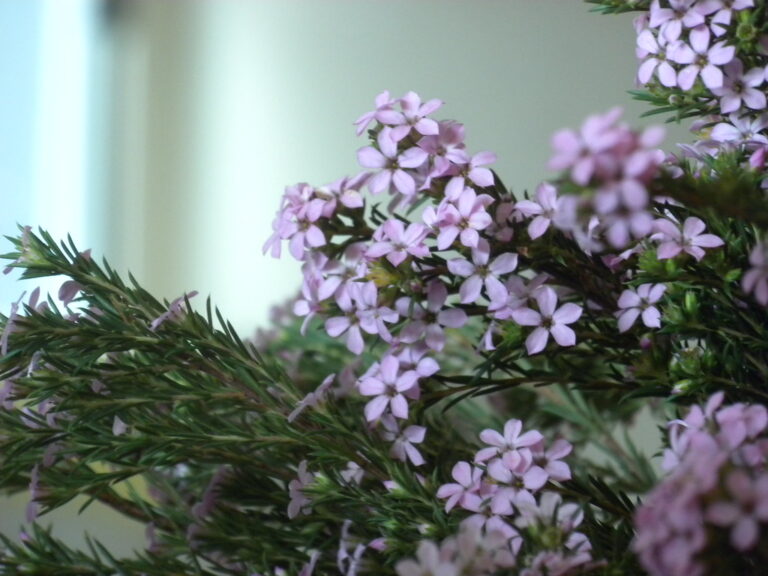 A Little Bit About Juniper