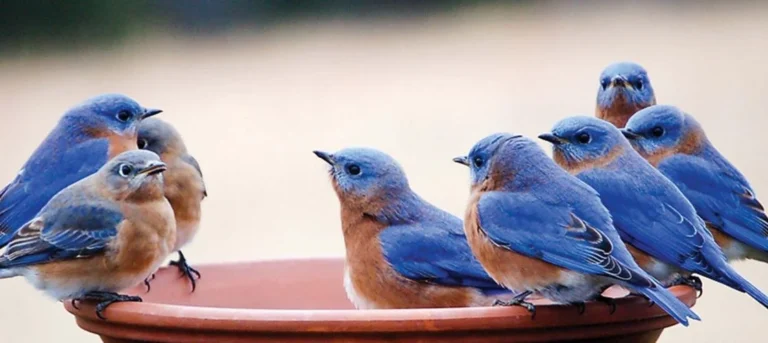 Tweet, Tweet!