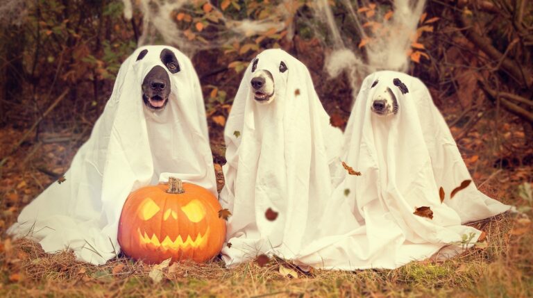 Hallow’s Eve