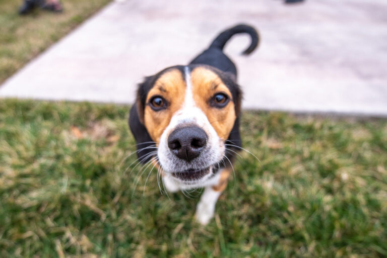 Emotional Support Animals at Roanoke College: More Than Just Pets