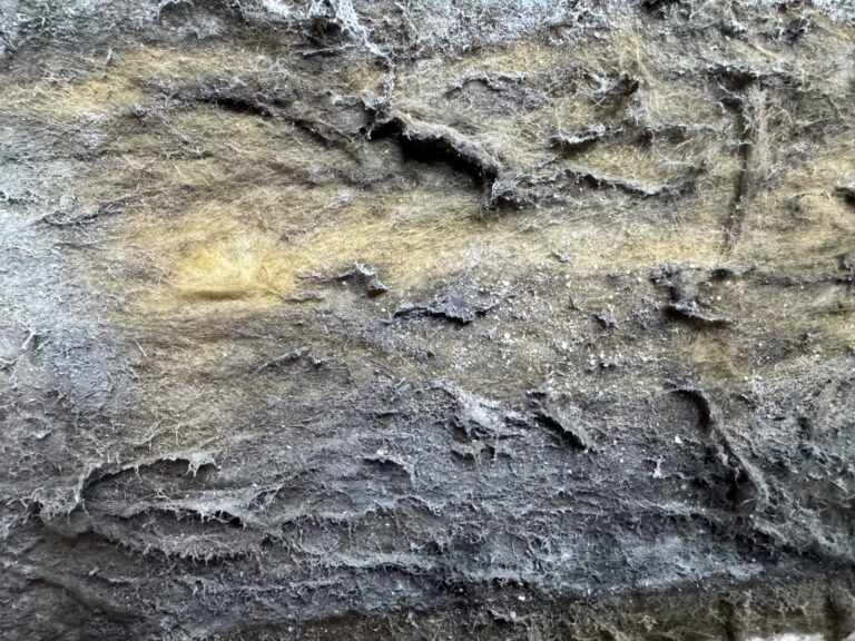 From Home to Hazard: Mold Impacting Student Health