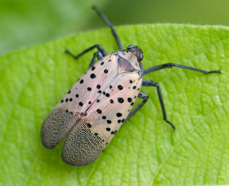 Spot a Spotted Lanternfly?