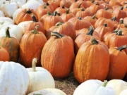 ‘Noke Fall Activities