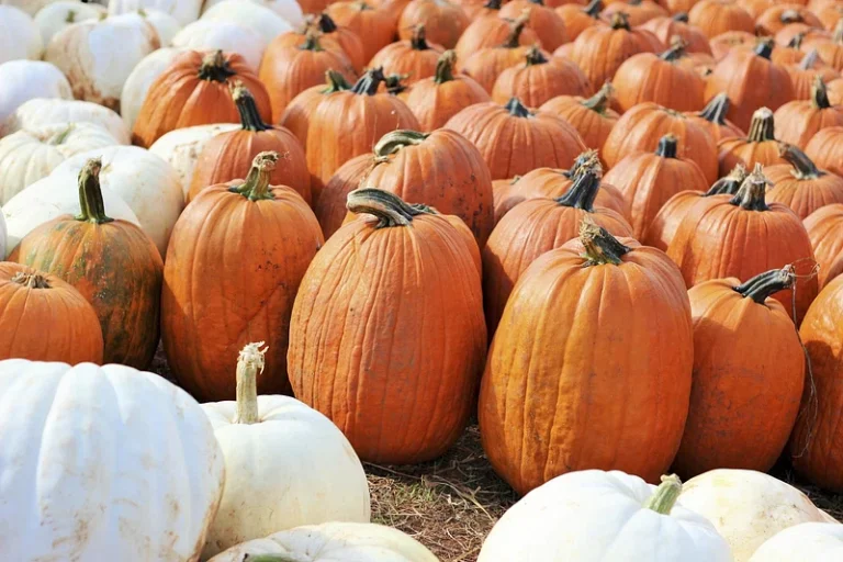 ‘Noke Fall Activities
