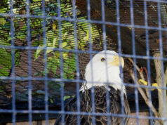 Maggie’s Death Reveals Our Own Faults